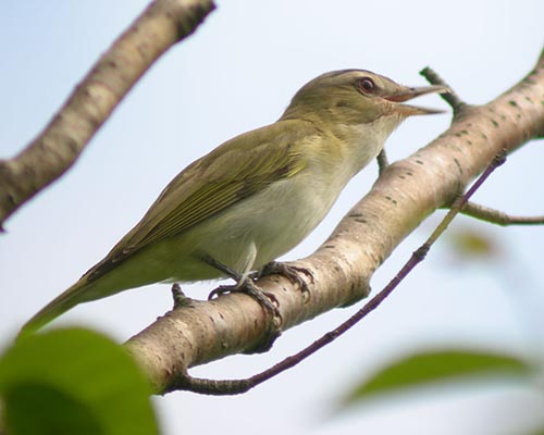 Red-eyed vireo